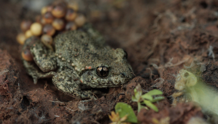 Soirée de lancement d'un inventaire participatif sur l'alyte accoucheur et sortie nocturne (ABC Eternoz-Vallée-du-Lison)